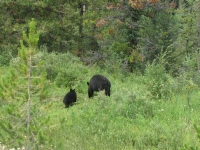 Black bears